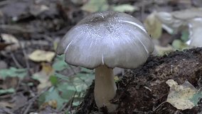Sarcosphaera coronaria fungi. Inedible uncultivated mushrooms