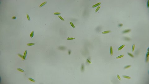 Full HD. Motion of single-celled protozoa (Euglena) under microscope