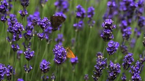 Gatekeeper Butterfly, pyronia tithonus, Sucking Nectar from Laverder Flowers, Normandy, Slow motion