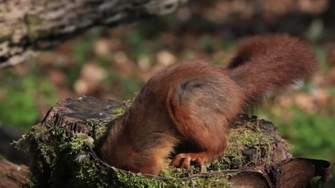 Red Squirrel, sciurus vulgaris, Adult looking for Hazelnut in Tree Stump, Normandy in France, Real Time