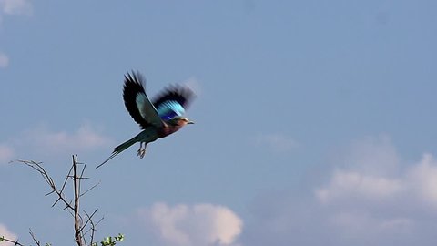 Lilac Breasted Roller, coracias caudata, Adult taking off from Branch, in Flight, Okavango Delta in Botswana, Slow Motion
