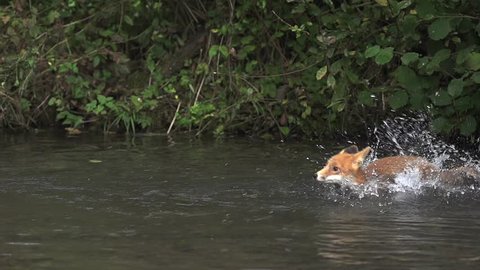 Red Fox, vulpes vulpes, Adult crossing River, Normandy in France, Slow motion