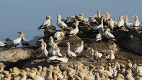 Colony of breeding Cape gannets (Morus capensis), Bird island, Lamberts Bay, South Africa 
