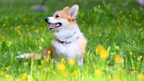 Playful Happy Pet Dog Puppy Running Stock Photo 1722827197 | Shutterstock