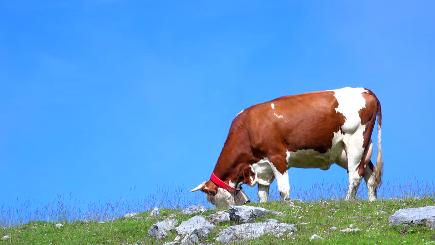 Cows eating grass in mountains, Pyrenees, France