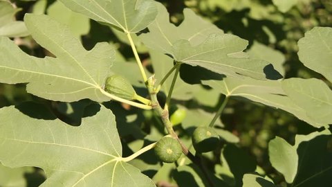 Green figs ripening on twig between big leaves
