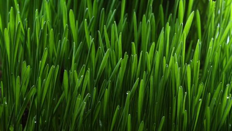 Growing green grass plant time lapse วิดีโอสต็อก