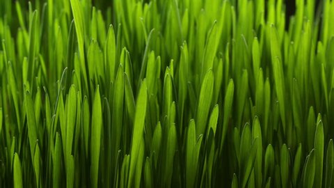 Growing green grass plant time lapse 库存视频