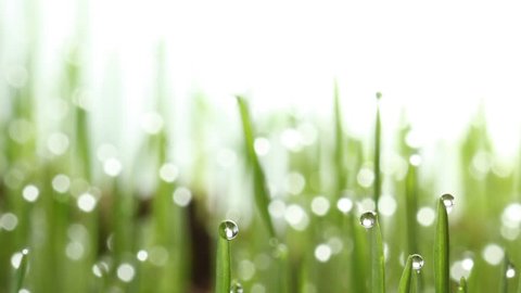 Стоковое видео: Growing green grass plant time lapse