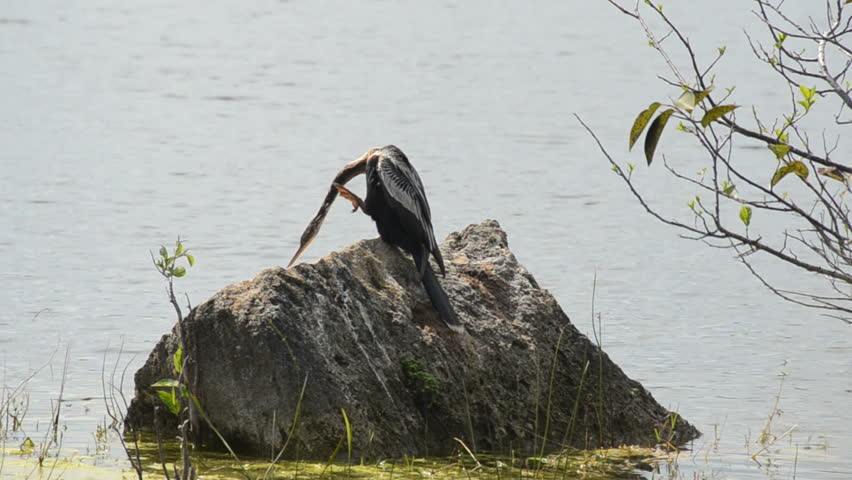 Anhinga in the Florida Everglades