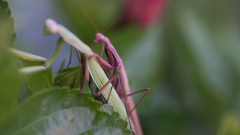 Macro shot of two Praying Mantis mating on an hibiscus plant.