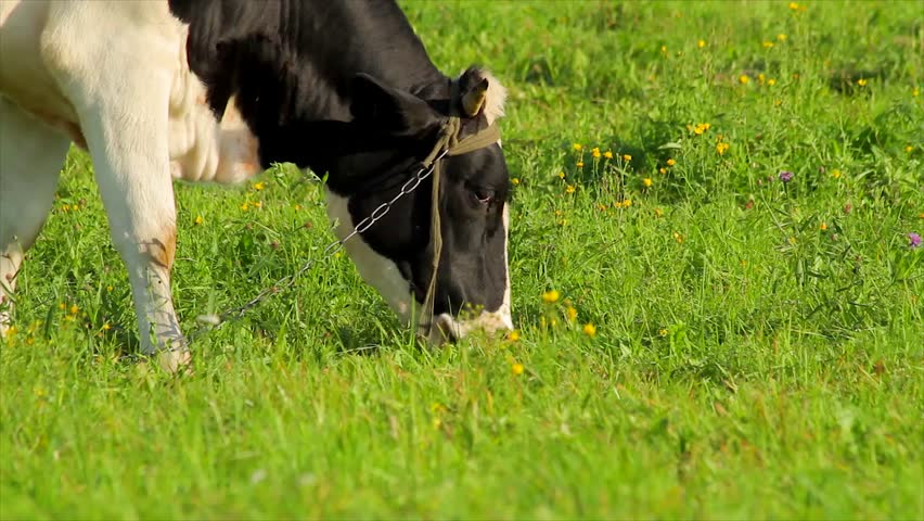 Cow eats grass