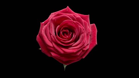 Roses Rotation Slowly Move Red Rose Stock Footage Video (100% Royalty ...