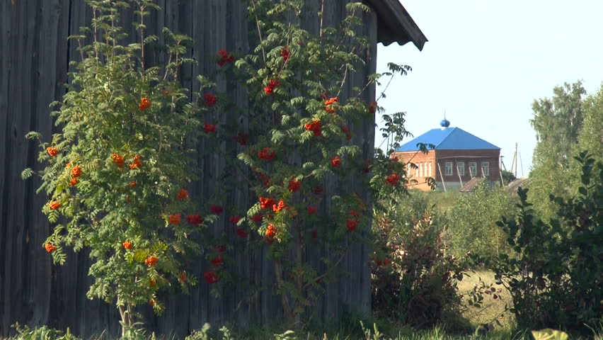 Rural Area. Rose Trees in the Garden