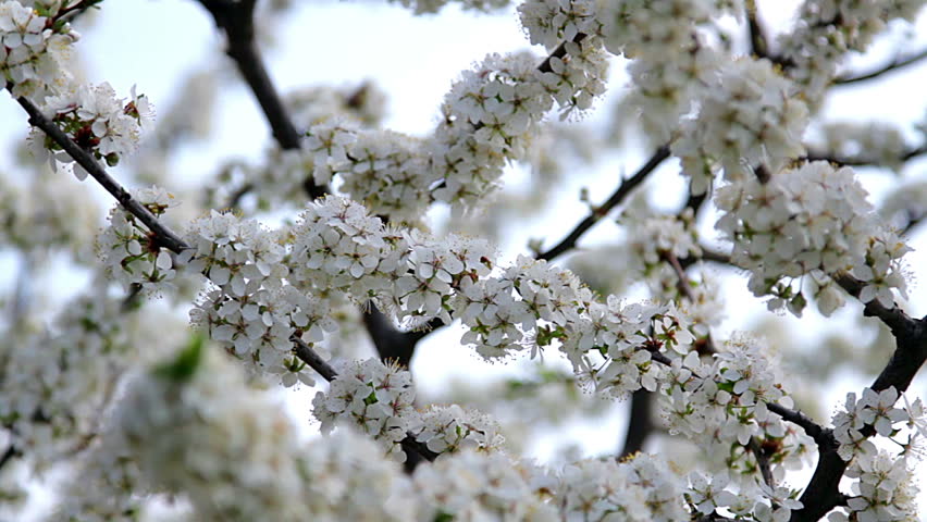 Apple Blossom Close Up Close Stock Footage Video 100 Royalty Free Shutterstock