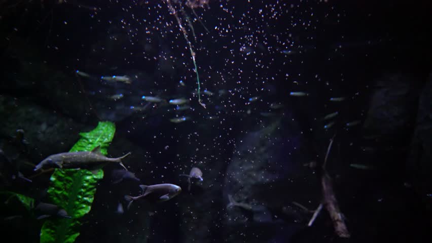 Gnathonemus petersii - Elephant nosed fish