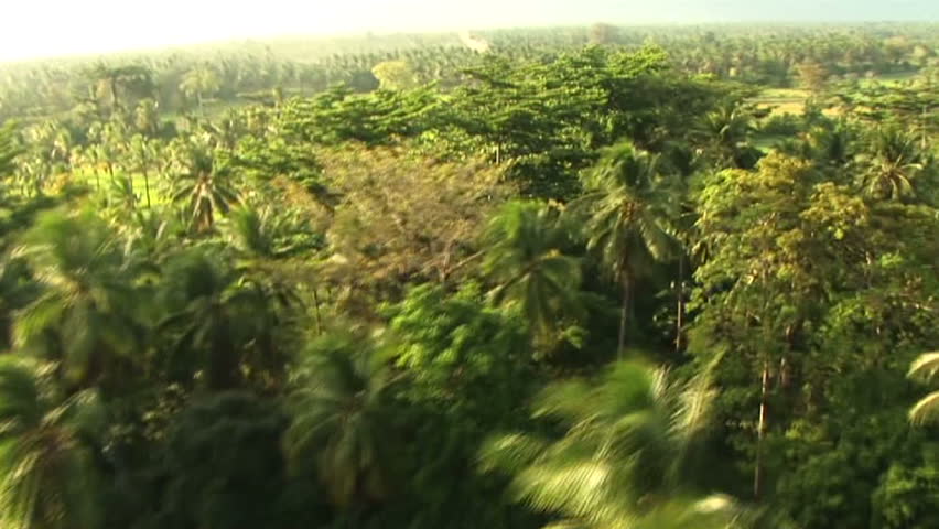 HD: Flying above jungle canopy and rice fields