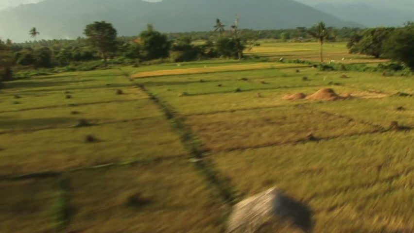 HD: Flying over rice fields and birds