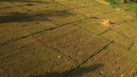 HD: Flying over rice fields