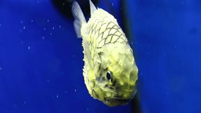 Pinecone fish (Monocentridae) swimming underwater. Series: Colorful habitants of oceanarium underwater