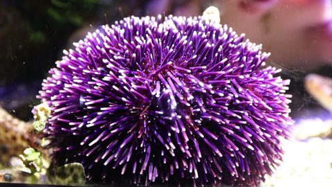 Purple Sea Urchin (Strongylocentrotus purpuratus) underwater. Series: Colorful habitants of oceanarium underwater Stock-video