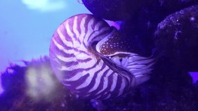 Nautilus, pelagic marine mollusc underwater. Series: Colorful habitants of oceanarium underwater
