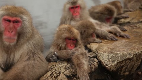 wild japanese macaques or snow monkeys in a hot spring footage panning from right to left showing many monkeys doing different activities. jigokudani,nagano, japan.: film stockowy
