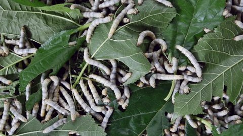 Silk Worm Farm Breeding Center Silk Stock Footage Video (100% Royalty ...