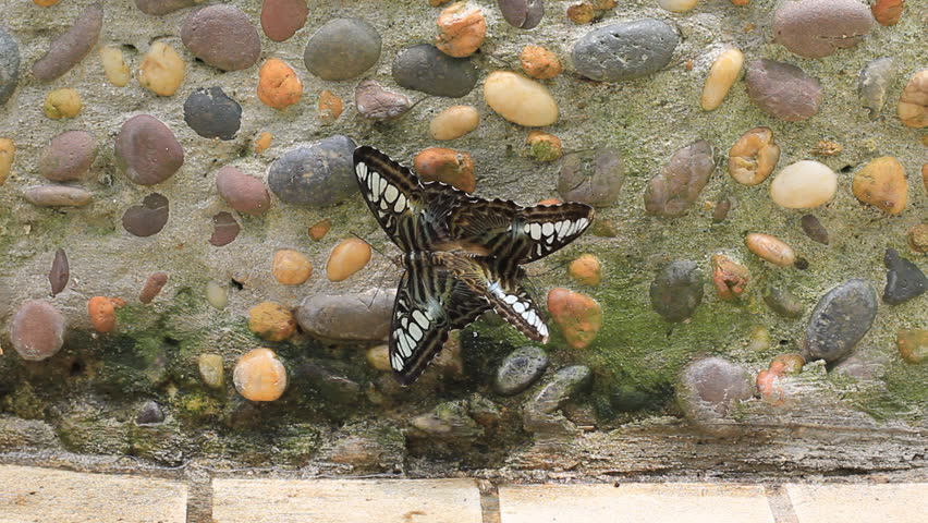 Butterfly Mating, Love of the butterfly