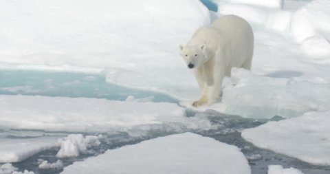 Polar Bear walking on broken sea ice 
Long shot of Polar Bear walking on broken sea ice

