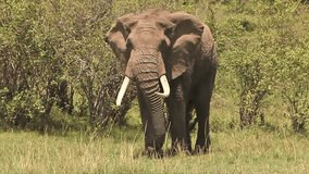African Elephant, loxodonta africana, Adult walking through Savanna, Masai Mara Park in Kenya, Real Time