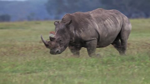 White Rhinoceros, ceratotherium simum, Female running throught Savanna, Nakuru Park in Kenya, Real Time