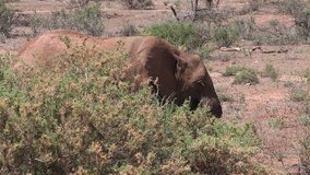 African Elephant, loxodonta africana, Young walking through Savanna, Masai Mara Park in Kenya, Real Time