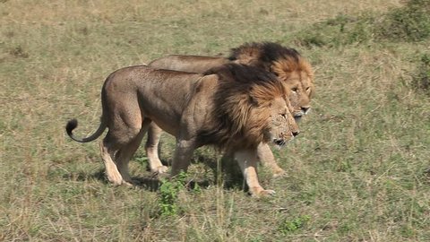 African Lion, panthera leo, Males walking through Savanna, Masai Mara Park in Kenya, Real Time