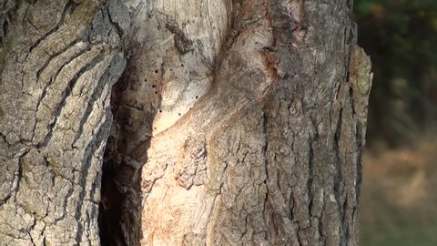 Close-up of entrance to the European hornet's ( Vespa crabro ) nest in a tree hollow