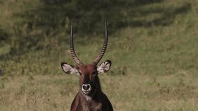 Defassa Waterbuck, kobus ellipsiprymnus defassa, Portrait of Male looking around, Nakuru Park in Kenya, Real Time