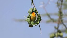 Village Weaver, ploceus cucullatus, Male working on Nest, Bogoria Park in Kenya, Real Time