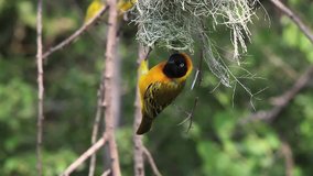 Speke's Weaver, ploceus spekei, Male standing on Nest, Bogoria Park in Kenya, Real Time