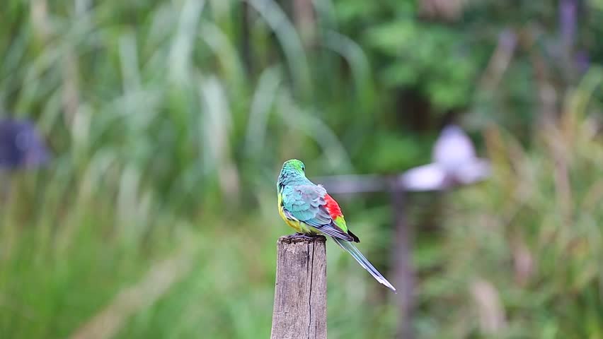 Red-Rumped Parrot On A Wooden Post | Shutterstock HD Video #19882867