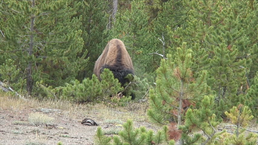 A Yellowstone Bison attacks a pine tree in preparation of making his bed.
