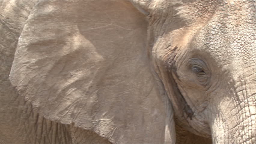 A close up of an Elephant head shake taken at Lake Manyara, Tanzania, Africa.