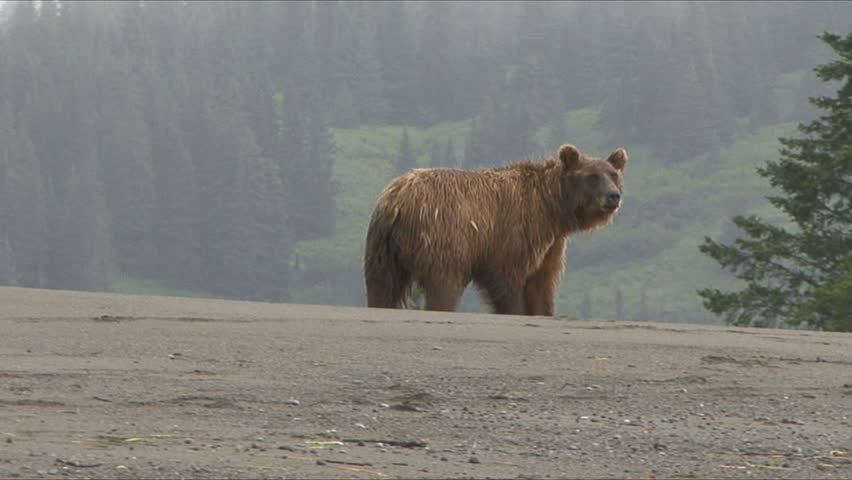 A Brown Bear huffs as she moves into the trees at Lake Clark, Alaska.