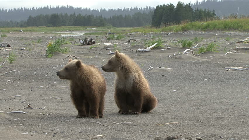 Brown bear cubs stand in reaction to their mothers growl by the Cook Inlet at Lake Clark National Park, Alaska.