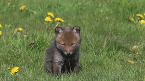Red Fox, vulpes vulpes, Pup Sitting in Meadow with Yellow Flowers, Looking around and Scratching, Normandy in France, Real Time