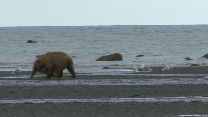A Brown Bear defends his salmon meal on the Cook Inlet at Lake Clark, Alaska.  
