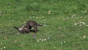 Red Fox, vulpes vulpes, Pups playing on Grass, Normandy in France, Real Time