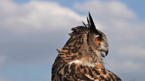 European Eagle Owl, asio otus, Portrait of Adult Looking around, Real Time