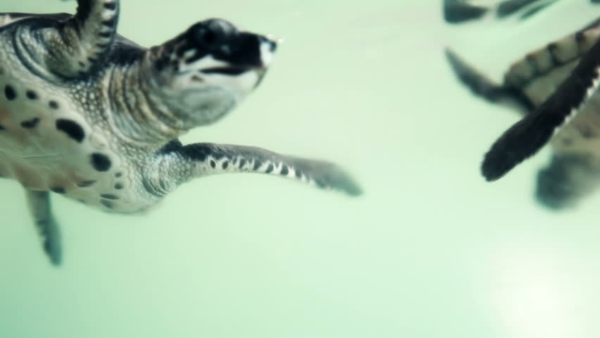Close up of baby sea turtle floating in a water basin, collection of three