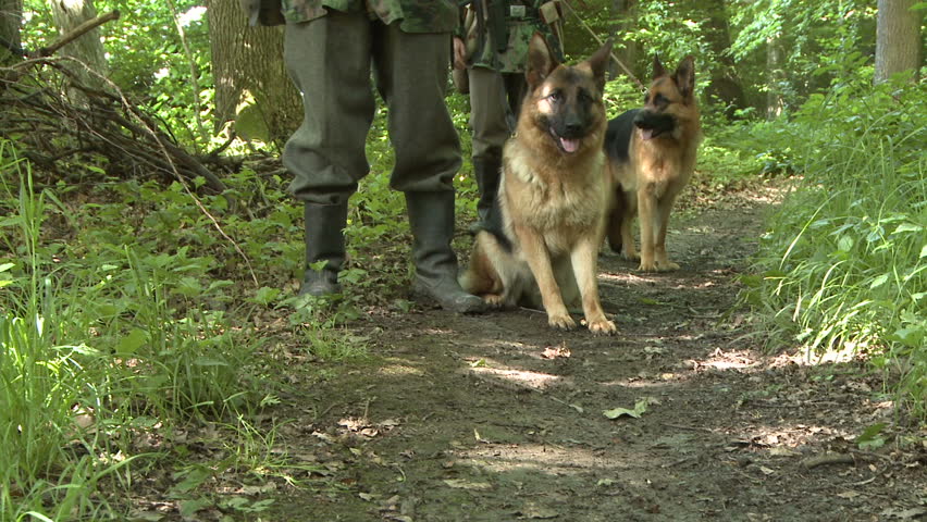 German SS dog patrol in forest