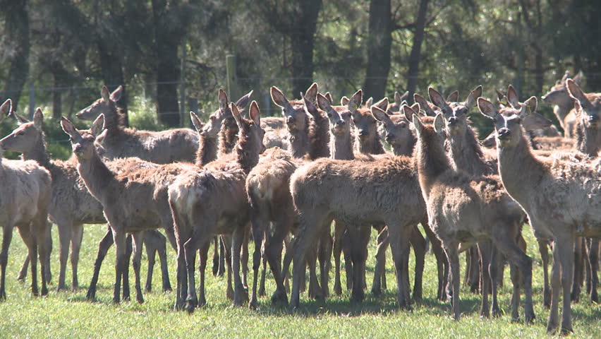 Herd of deer on farm